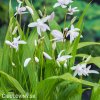 bila orchidej vzprimena bletilla alba 7
