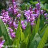 ruzova orchidej vzprimena bletilla striata 2