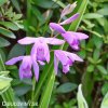 ruzova orchidej vzprimena bletilla striata 3