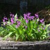 ruzova orchidej vzprimena bletilla striata 6