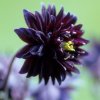 Aquilegia black barlow 01