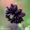 cerny orlicek aquilegia black barlow 3