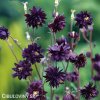 cerny orlicek aquilegia black barlow 5
