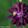 cerny orlicek aquilegia black barlow 6