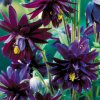 Aquilegia black barlow 03