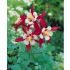 Aquilegia Crimson star 03