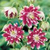 Aquilegia Nora barlow 01