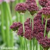 vinovy cesnek allium atropurpureum 5