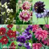 orlicky smes Aquilegia mix 4
