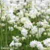bily orlicek Aquilegia white barlow 2