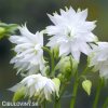 bily orlicek Aquilegia white barlow 3