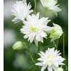 Aquilegia white barlow 02