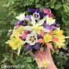 orlicky smes hybrid aquilegia mix 2