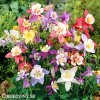 orlicky smes hybrid aquilegia mix 4