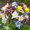 orlicky smes hybrid aquilegia mix 5