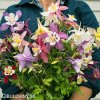 orlicky smes hybrid aquilegia mix 6
