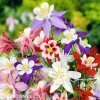 orlicky smes hybrid aquilegia mix 1