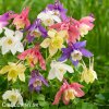 orlicky smes hybrid aquilegia mix 3
