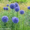 modry cesnek allium caeruleum 2