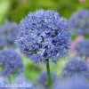 modry cesnek allium caeruleum 4