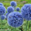 modry cesnek allium caeruleum 5