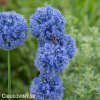 modry cesnek allium caeruleum 1