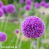 fialovy cesnek allium giganteum 5