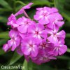 ruzova plamenka floxy blue boy 5