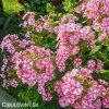 ruzovo bila plamenka floxy peppermint twist 4