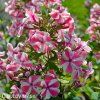 ruzovo bila plamenka floxy peppermint twist 6