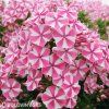 ruzovo bila plamenka floxy peppermint twist 1