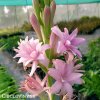 ruzova tuberoza polianthes tuberosa pink sapphire 5
