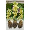 Tuberosa Gold 2