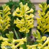 zluta tuberoza polianthes tuberosa super gold 2