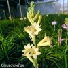 zluta tuberoza polianthes tuberosa super gold 5