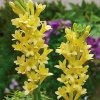 Tuberosa Gold 1