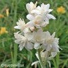 Belokvet Tuberoza Polianthes 5
