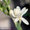 Belokvet Tuberoza Polianthes 8