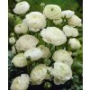 Ranunculus white 01
