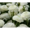 Ranunculus white 02