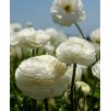 Ranunculus white 03