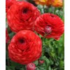 Ranunculus red 02