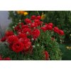 Ranunculus red 03