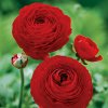 Ranunculus red 01