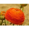 Ranunculus orange 04
