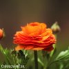 oranzovy pryskyrnik 6