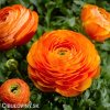 oranzovy pryskyrnik 1