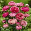 Ranunculus pink 01