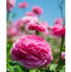 Ranunculus pink 04