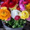 Ranunculus pryskyrniky mix 1